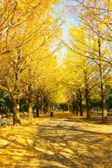 銀杏並木　光が丘公園