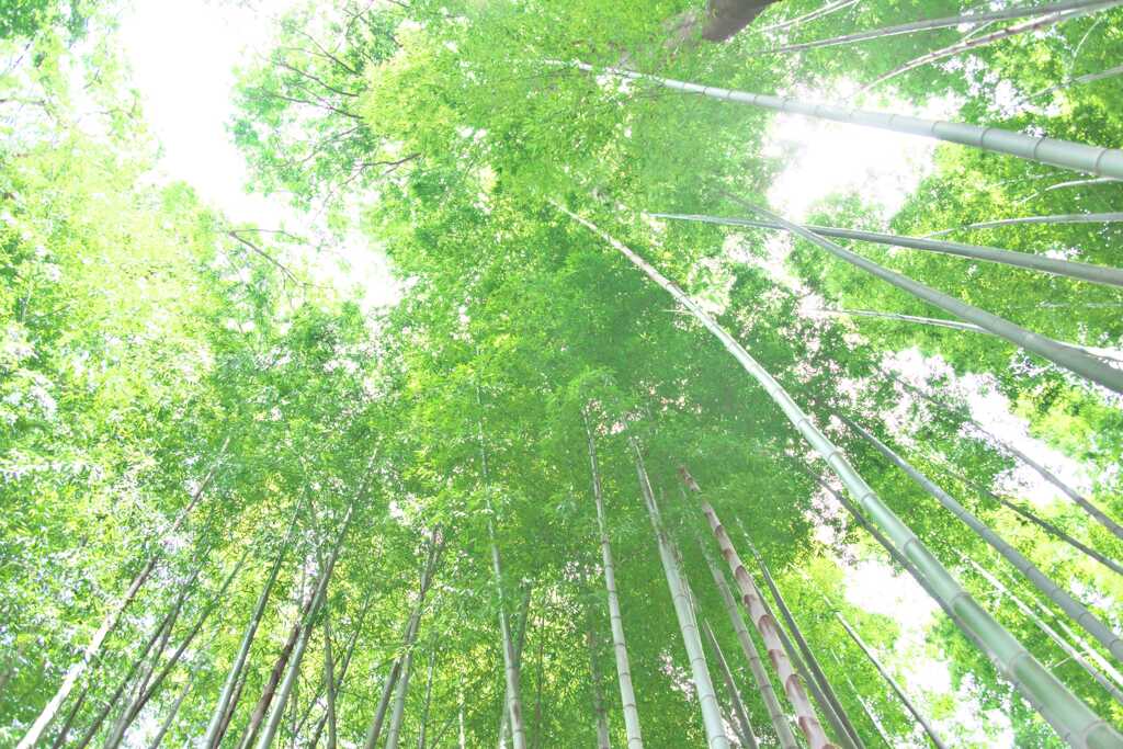竹林
