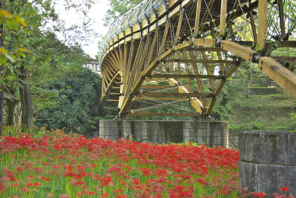 彼岸花と橋