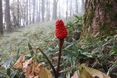 大菩薩峠に咲く花