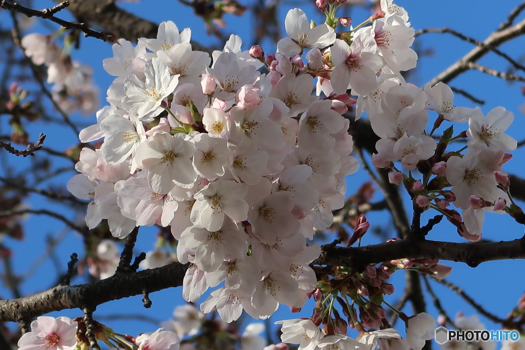 桜