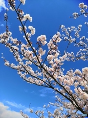 桜2