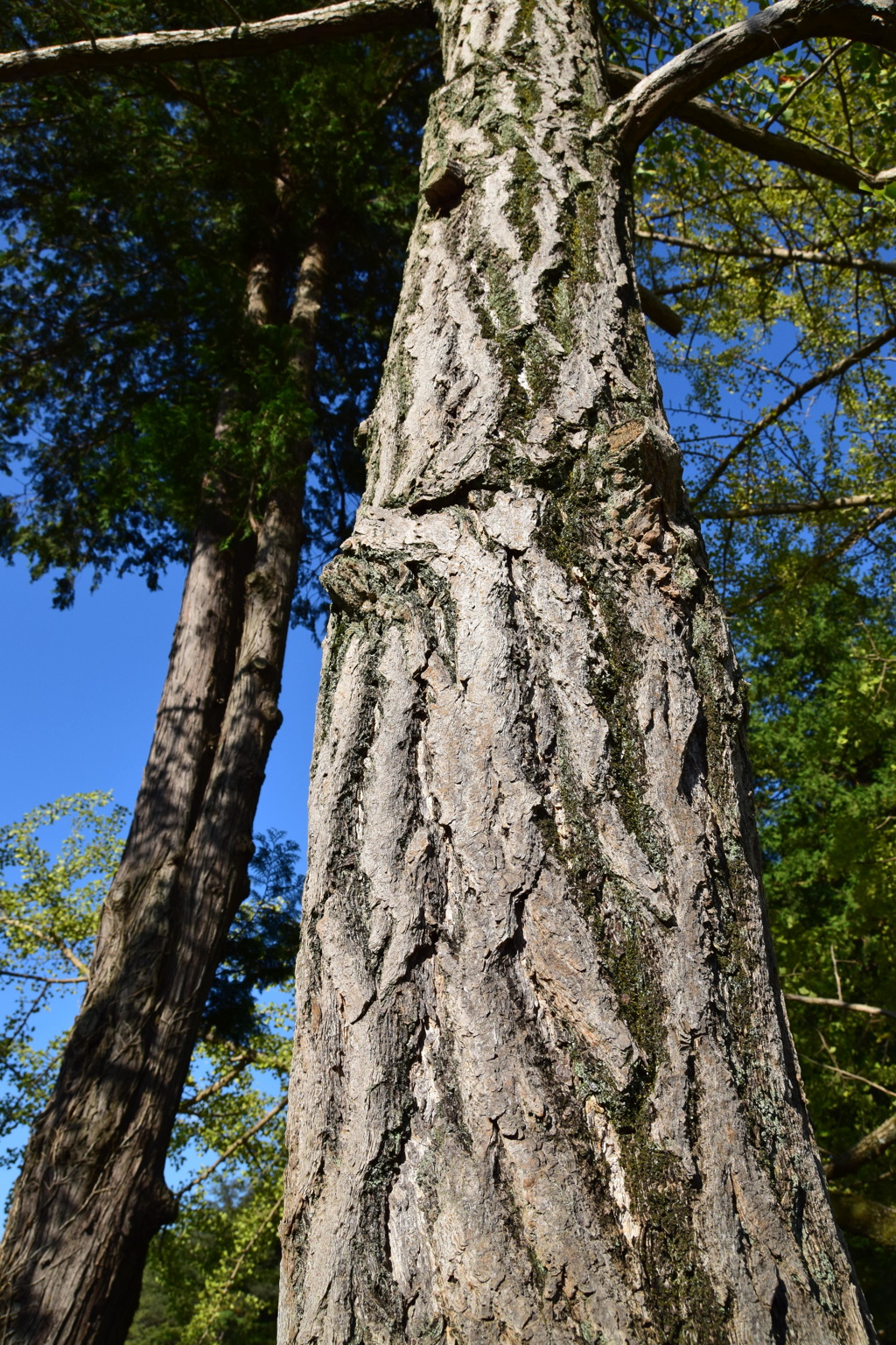 薬師池公園(20181020)