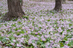 花踊る