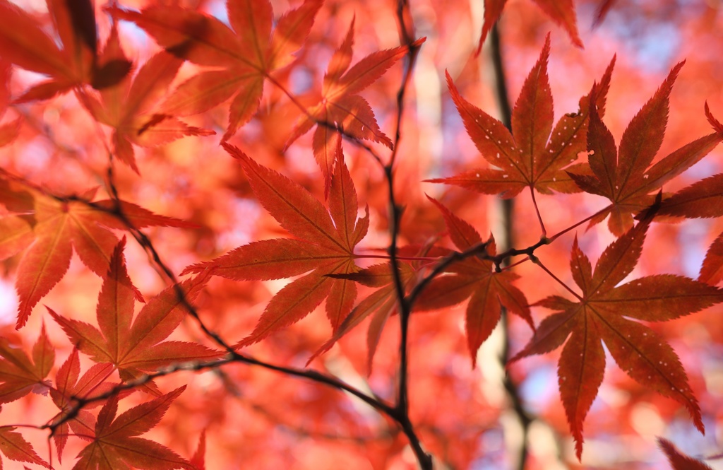 紅葉