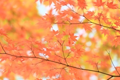 紅葉