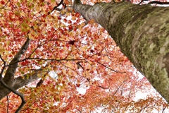 紅葉