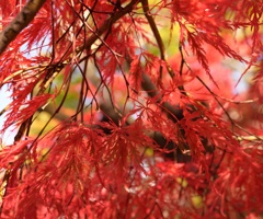 雨上がりの紅葉