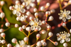 ベニカナメの花が咲きましたⅢ