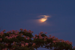 雲間の月と宵の合歓