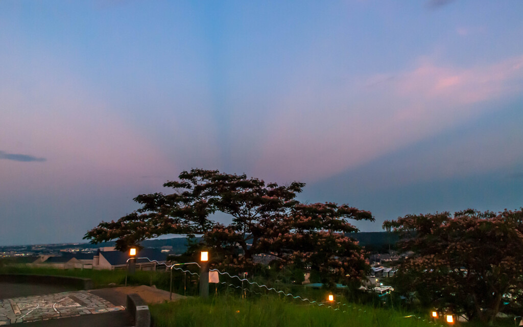 夕焼雲に合歓花の色を添えて・・・