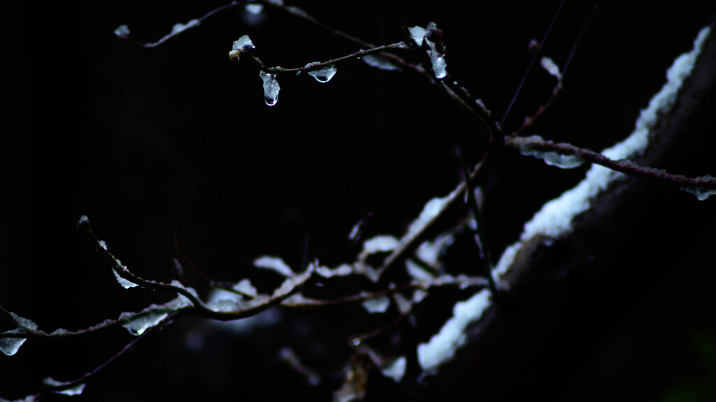 初雪の瞳