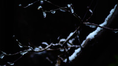 初雪の瞳