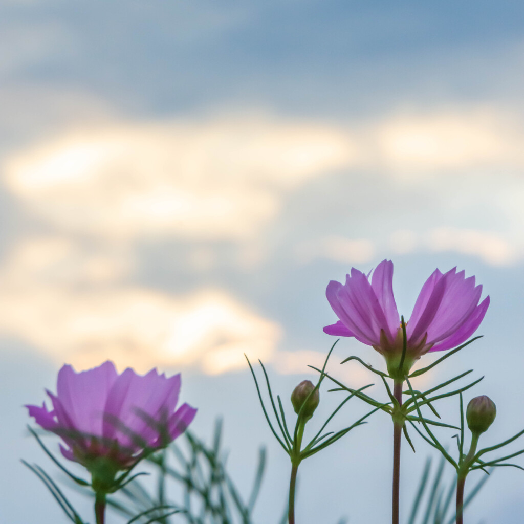 体感・晩夏　曇間の朝陽を浴びる秋桜