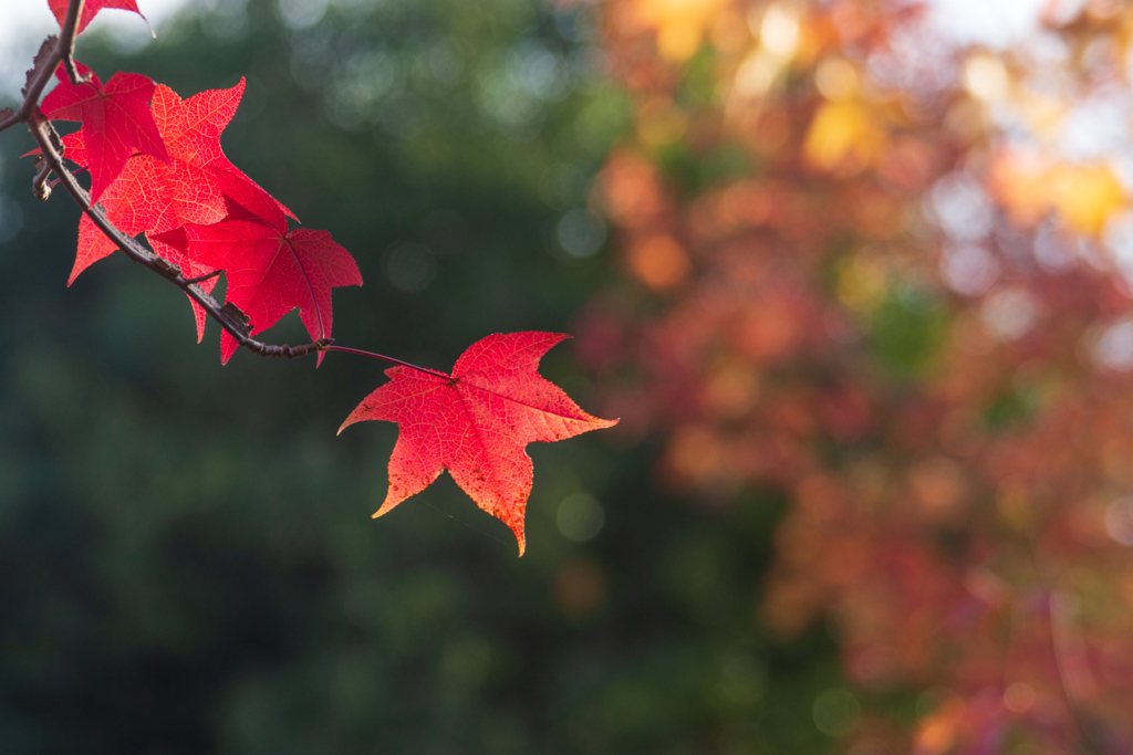 道向かいの紅葉にタッチ
