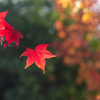 道向かいの紅葉にタッチ