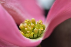 Ⅱ花の下の萼
