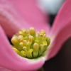 Ⅱ花の下の萼