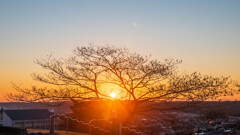 樹芯で観る昇陽