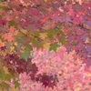 実は紅葉葉楓（モミジバフウ）でした(^^;