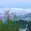 秩父山地にかかる雲・加治丘陵を覆う霞・そして秋桜の朝Ⅱ