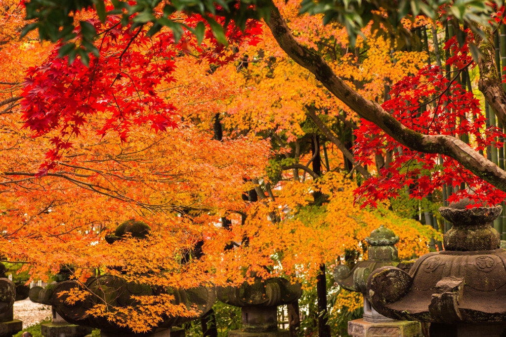 参道を彩る紅葉と灯篭Ⅱ
