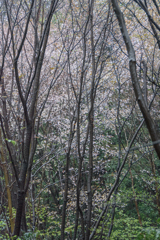 野生山桜 幹も春雨に艶めいて