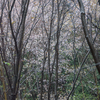 野生山桜 幹も春雨に艶めいて