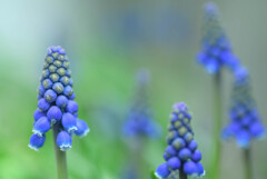 ムスカリ ノーム（濃霧）の森