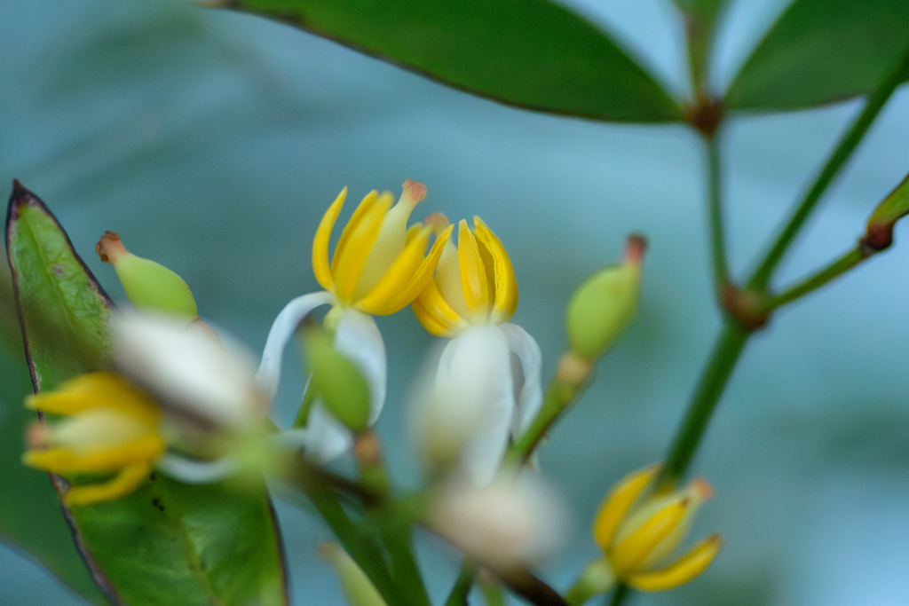 カルガモ親子の葉の下で　南天の花たちが寄り添って咲いていました(^^)