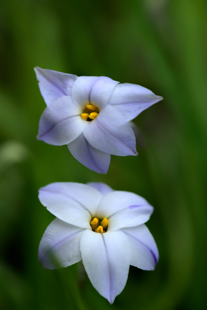 twinⅡ