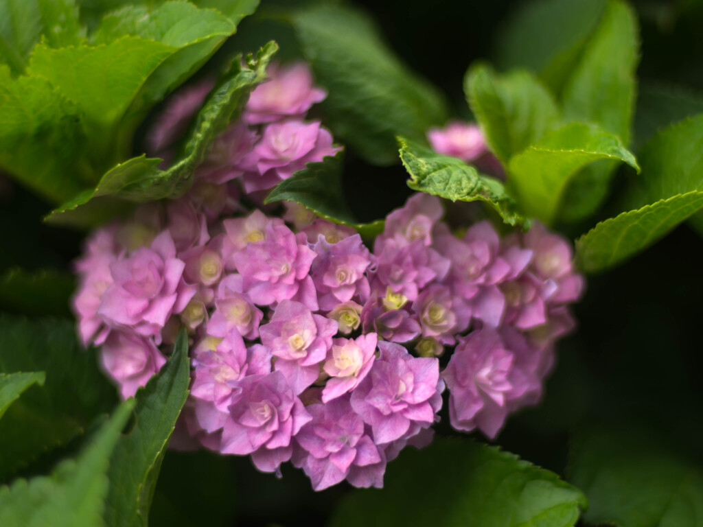 ♡に見えなくもない？庭の姫紫陽花