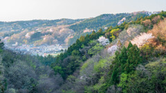 里山の春爛漫Ⅱ