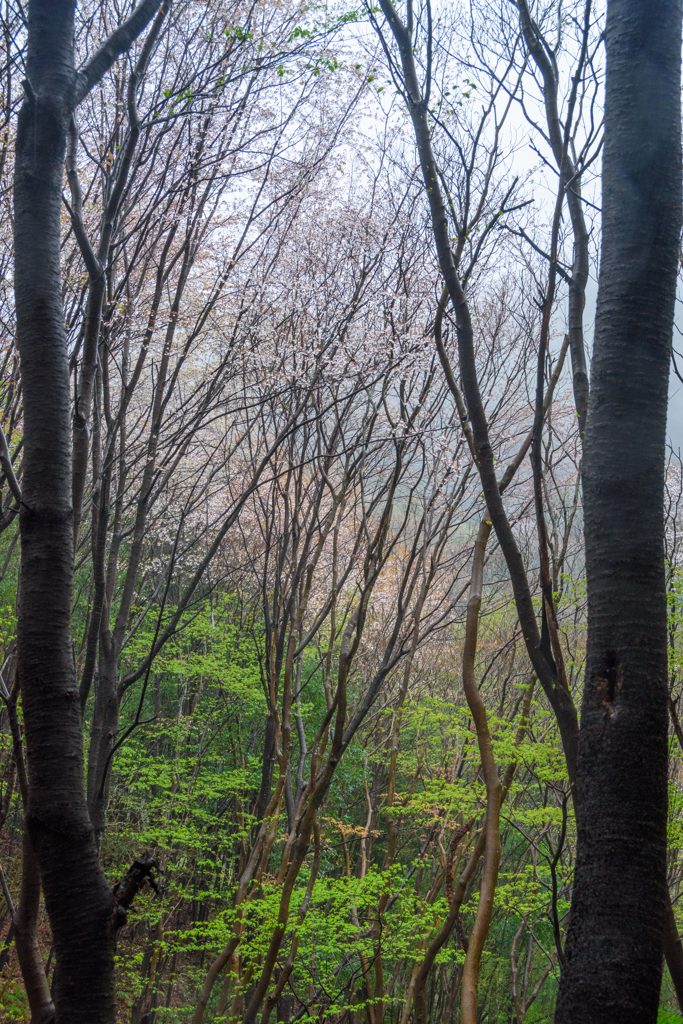 野生山桜 幹も春雨に艶めいてⅡ