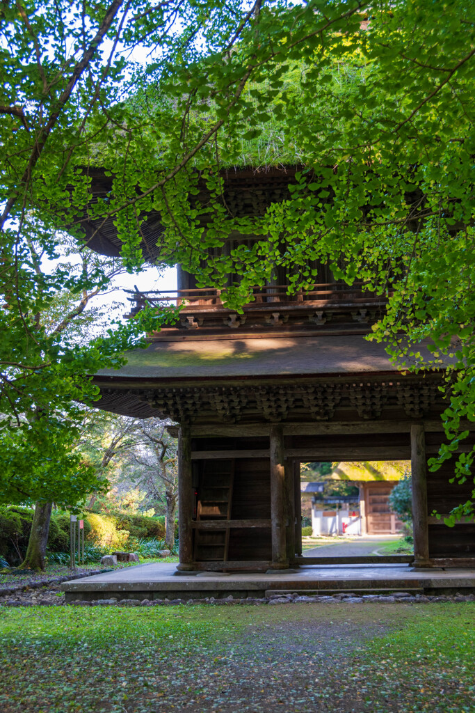 晩秋の広徳寺山門と銀杏Ⅲ