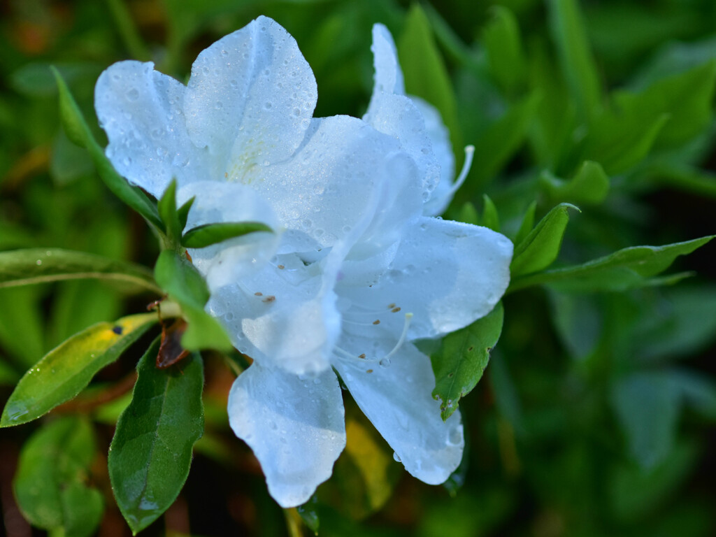 雨上がり 絹の光に目を覚まし・・・