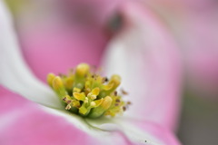 Ⅰ花水木 花々の開花 