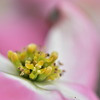 Ⅰ花水木 花々の開花 