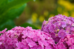 庭の姫紫陽花Ⅲ