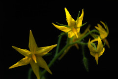 イエローインパルス 5機編隊