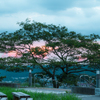 鞘と夕焼け