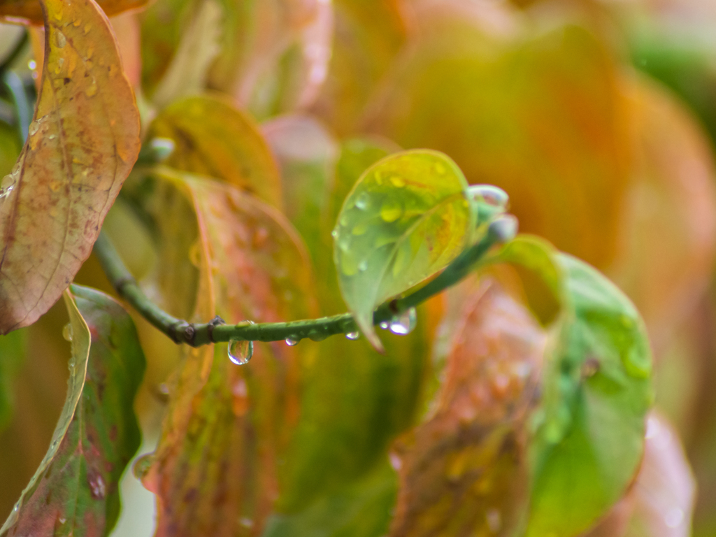 秋雨の雫