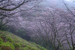 霧を纏いて咲く桜花