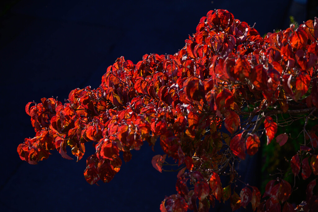 そうだ  赤、 撮ろう。