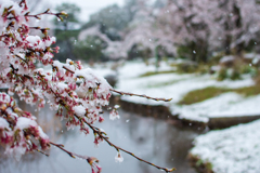 卯月の降雪Ⅲ