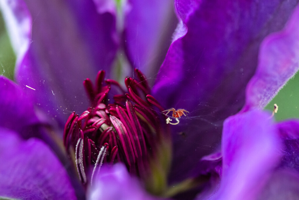 クレマティスの住人