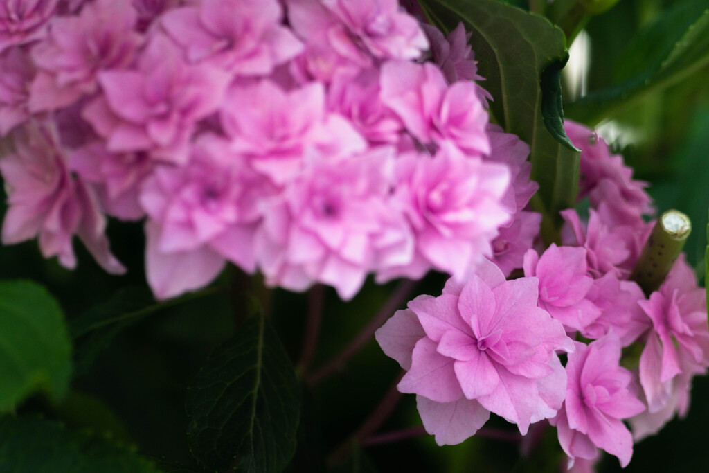 庭の姫紫陽花Ⅱ