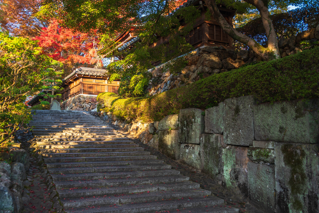 いざなう ひかり