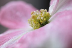 春雨にはしゃぐ蕊たち