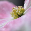 春雨にはしゃぐ蕊たち